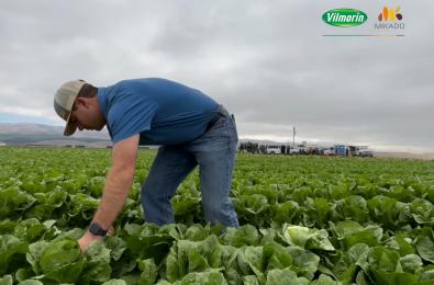 Vilmorin-Mikado presents Bluerock Romaine lettuce