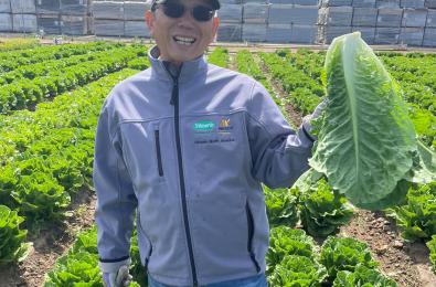 Lettuce, Breeding program, USA