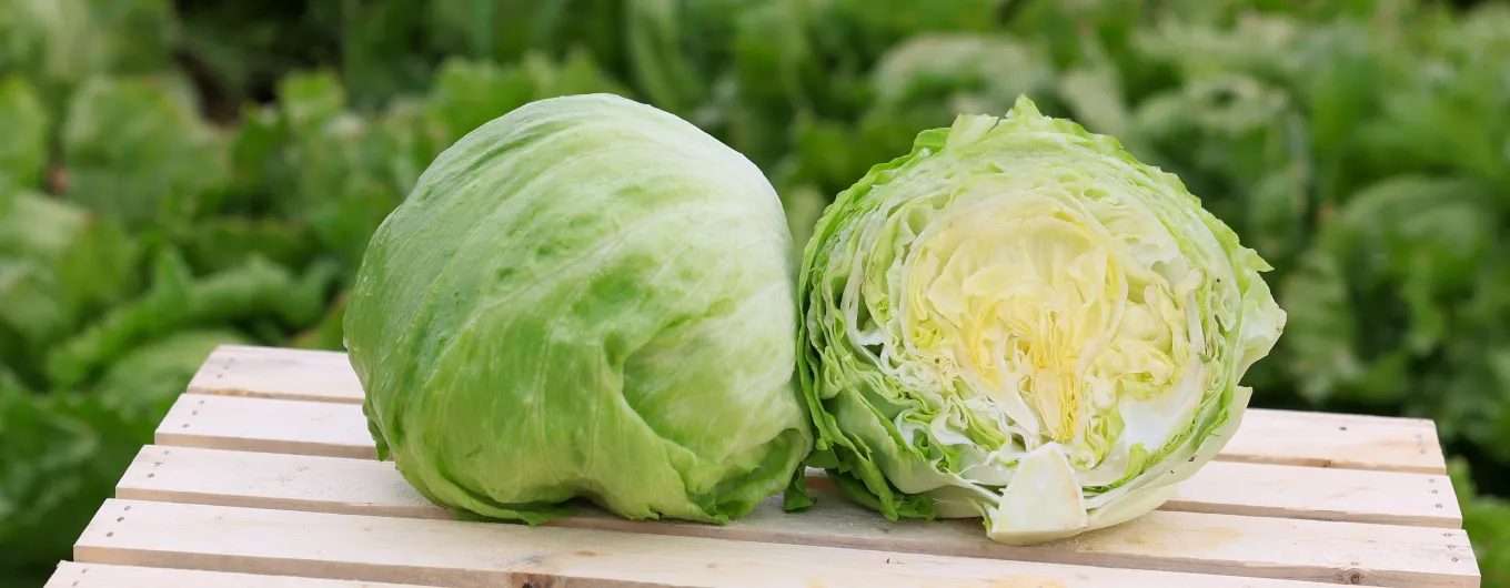 venom iceberg