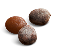 Seed