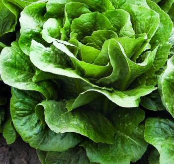 Beretta lettuce vilmorin