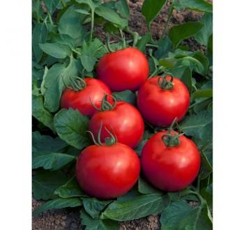 Cobra F1 | Vilmorin-Mikado USA vegetable seeds