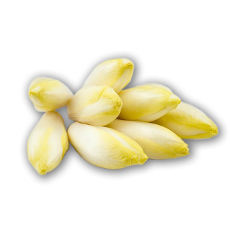 Witloof Chicory