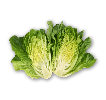 Lettuce Romaine