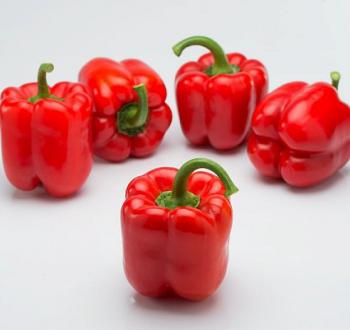 VilmorinMikado  Pepper Specie 