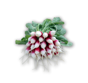 Radish