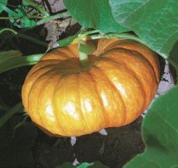 Pumpkin