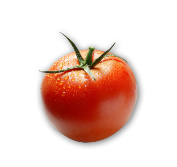 Tomato