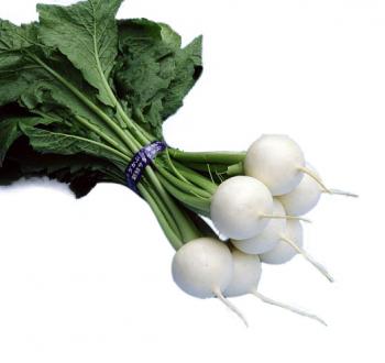 VilmorinMikado Turnip Specie 