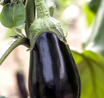 Nadia F1 | Vilmorin-Mikado USA vegetable seeds