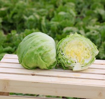 lettuce heads