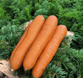 Altiplano Carrot