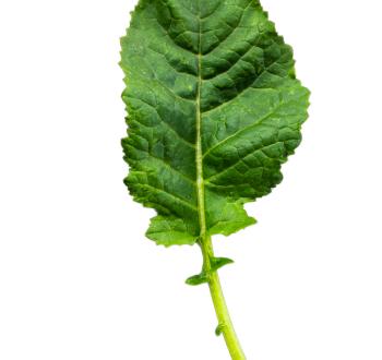 picture of the kale on a white background