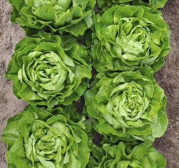 Djibouti butter lettuce