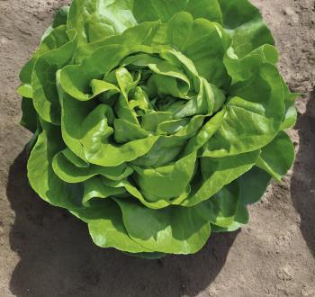 Djibouti butter lettuce