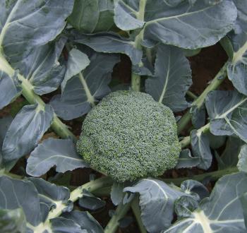 Photo of broccoli in a field