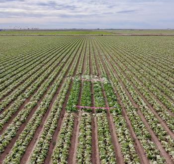 Mildew Drone Shot