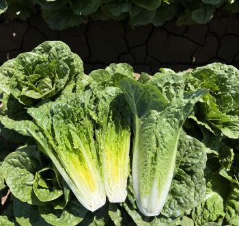 Very nice Romaine Lettuce named Ranchero 