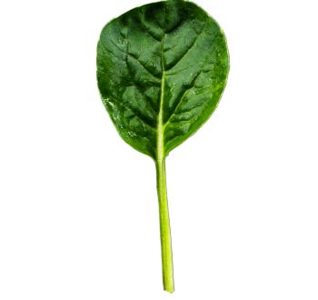 photo of leaf on white background