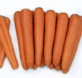 Extremo vareriety carrot Vilmorin