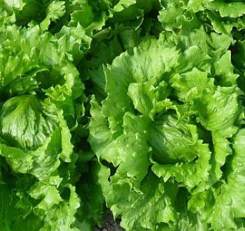 Yucaipa lettuce 