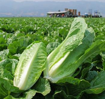 Carrizo Vilmorin lettuce romaine 