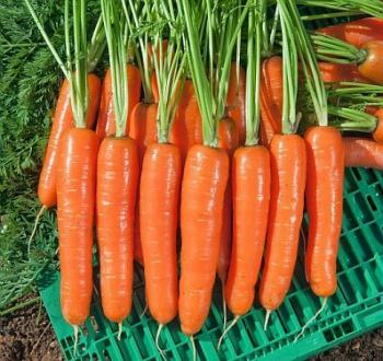 musico variety carrot Vilmorin