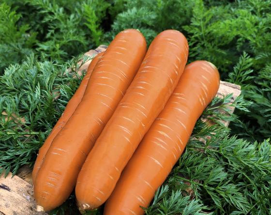 Altiplano Carrot