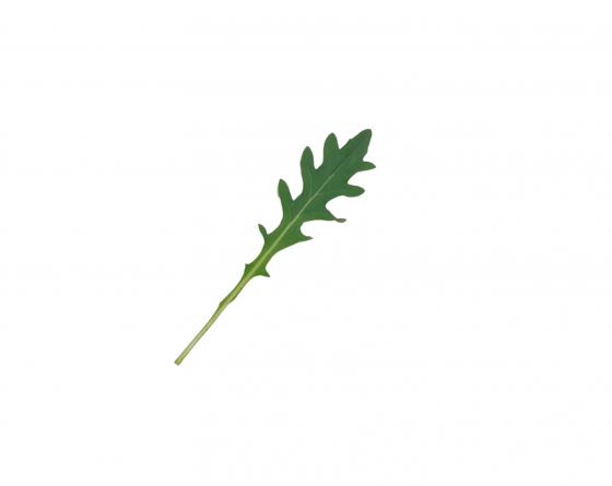 baby leaves Sicarius wild rocket vilmorin baby leaves Sicarius wild rocket vilmorin