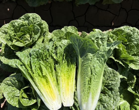 Very nice Romaine Lettuce named Ranchero 