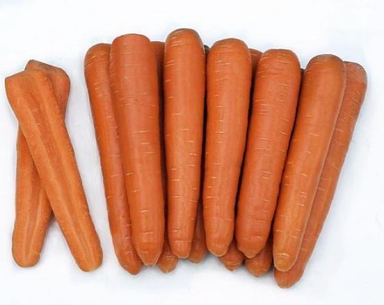 Extremo vareriety carrot Vilmorin Extremo vareriety carrot Vilmorin