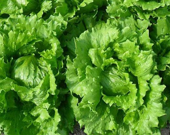Yucaipa lettuce 