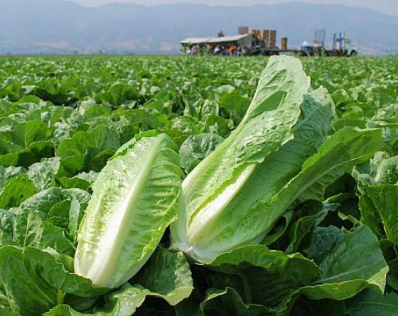 Carrizo Vilmorin lettuce romaine 